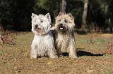 Westie & Cairn Terrier 092